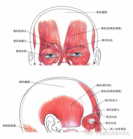 面部肌肉下垂有什么表现