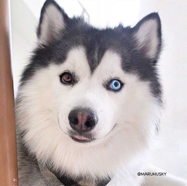 有没有一些柴犬或二哈超可爱的壁纸或头像?