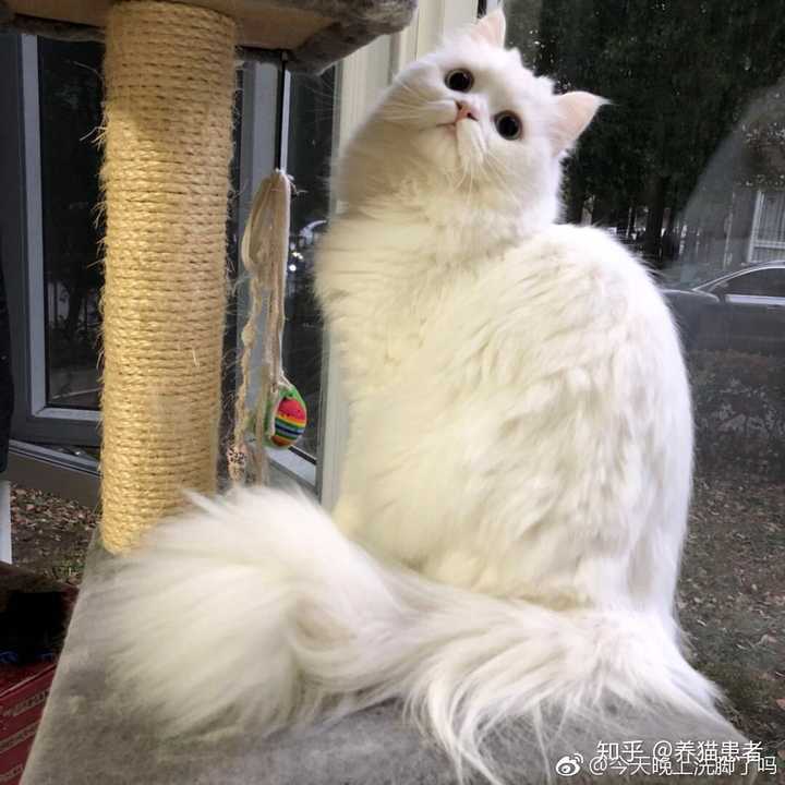 养高地猫是什么样的体验?