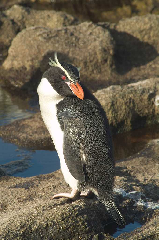 qq新版表情里的两只企鹅分别是什么品种?