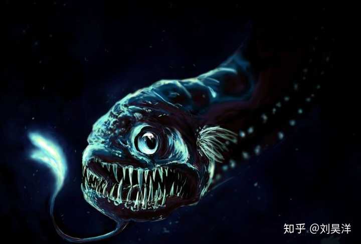 深海龙鱼    属于巨口鱼目,它是一种凶恶的捕食者.