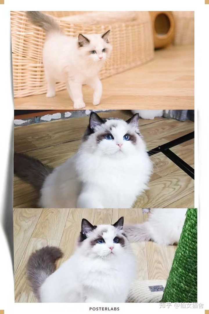 特别是布偶猫,作为一家仙女布偶猫舍,让你们看看布偶猫尴尬期过了有