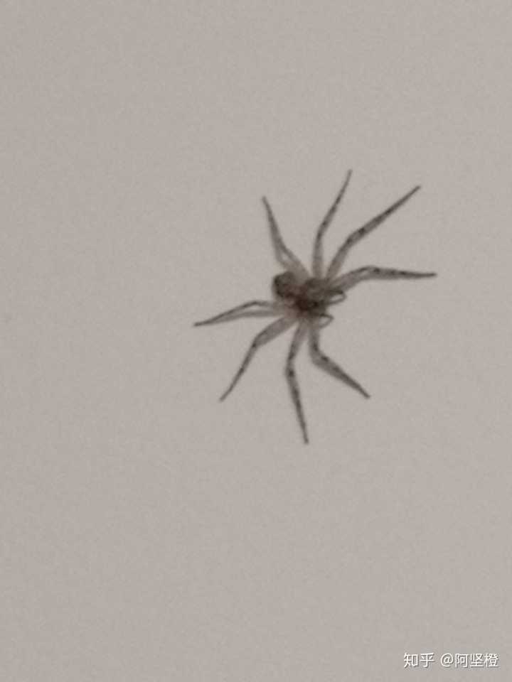 家里发现一只蜘蛛,这是什么蜘蛛?咬人吗?有毒吗?吃蜈蚣吗?