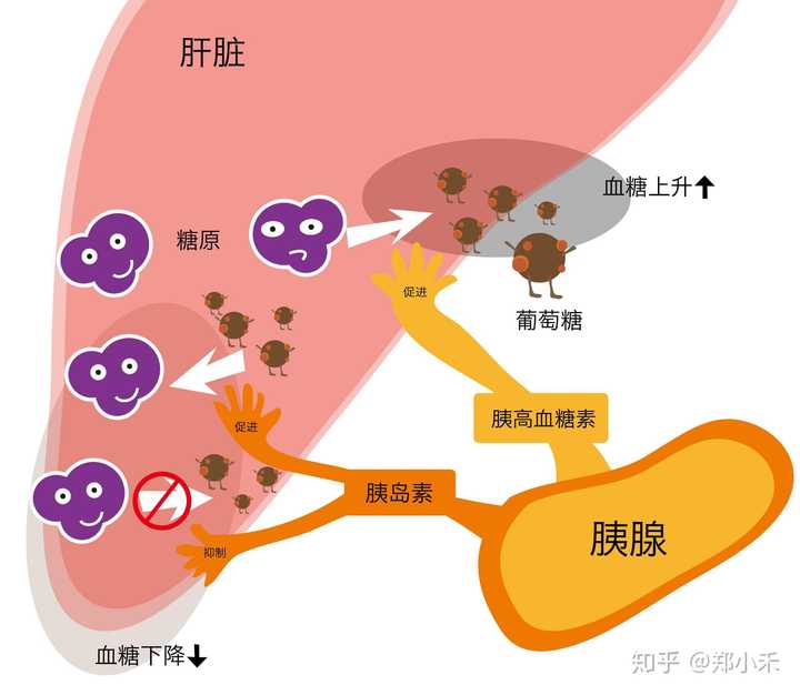 还真有卖胰岛素泵的,还挺可爱,像个bb机,有了它,可以放心吃精制碳水啦