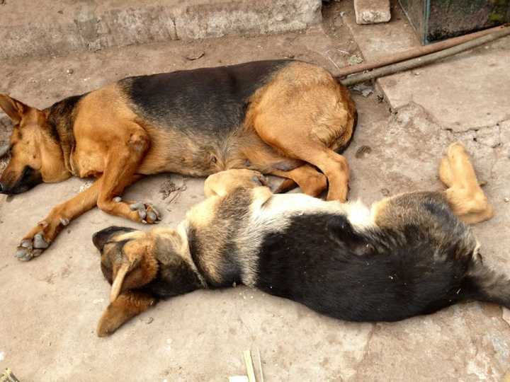 黑虎(狼狗),小狗是卡罗