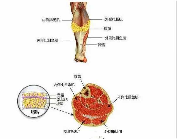 怎么瘦肌肉型小腿?