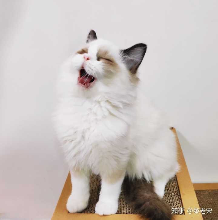 可能是卖家自己和不知道啥品种的猫串出来的,由于布偶属于大型猫,骨架