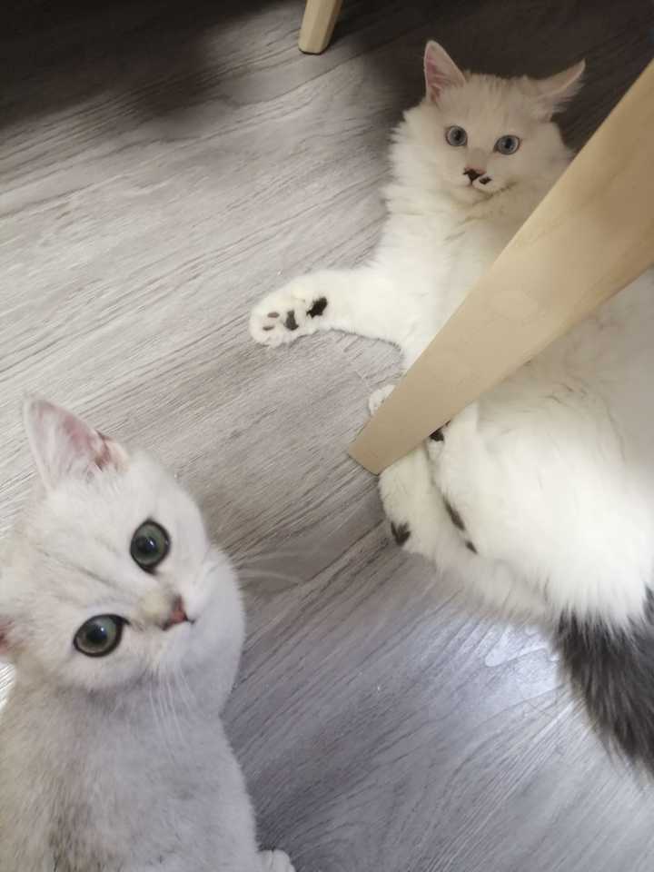 养品种猫和土猫的体验会有多大不同?