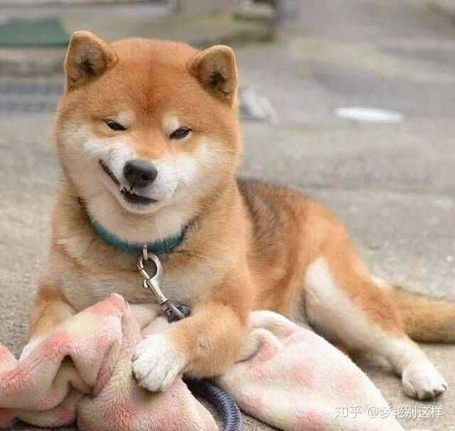 这个柴犬不霸道么?柴总邪魅一笑哈哈哈哈
