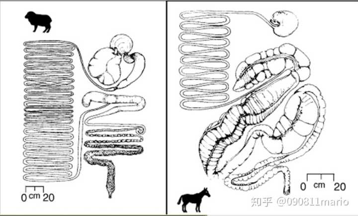 左:羊(反刍动物),可见其复杂的前肠 ; 右:马(非反刍动物),可见复杂且