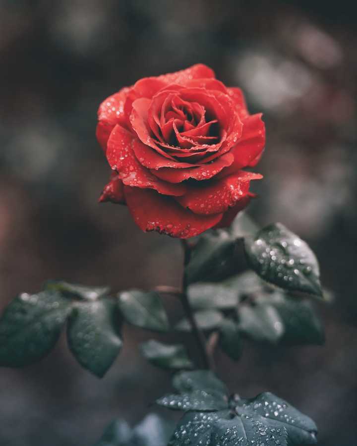 为什么人们喜欢玫瑰花 的绽放,却不接受它的凋零?