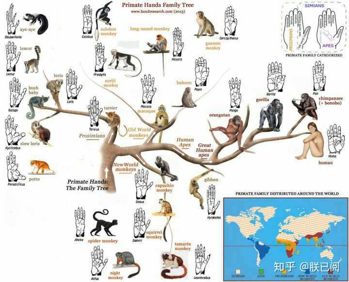 但不知什么时候起,猴子的祖先和人类的祖先走上了不同的进化之路