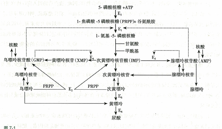 嘌呤和蛋白质是什么关系?