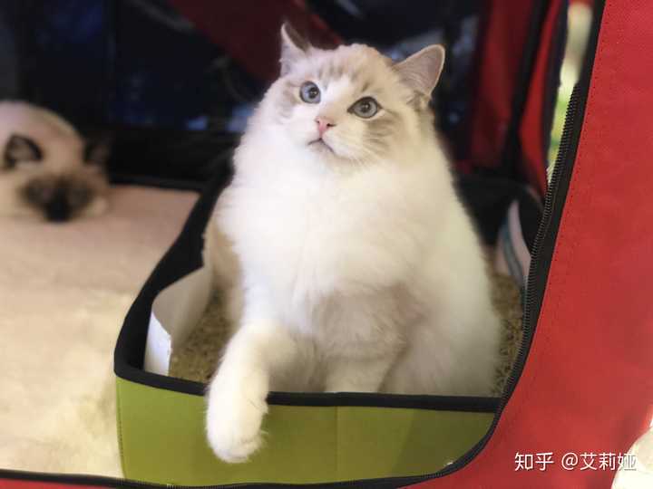 蓝山双色布偶猫