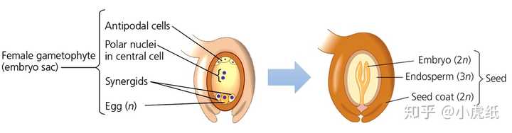 胚囊发育成种子,图片来源[9],有加工