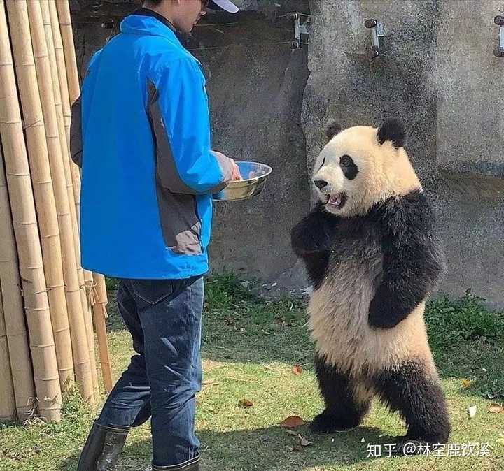 不过近期看到旅泰大熊猫创创死亡的消息,感到震惊,气愤…… 我们视为