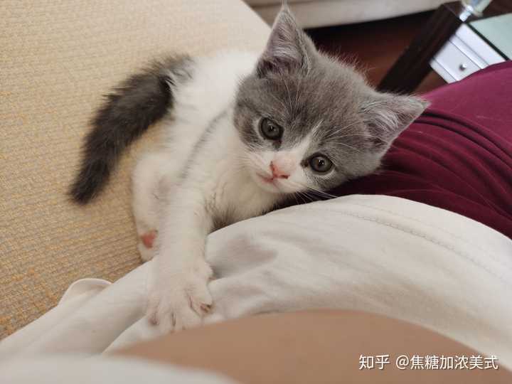 4800买的英短蓝白现在长成土猫啦它到底是土猫还是尴尬期啊