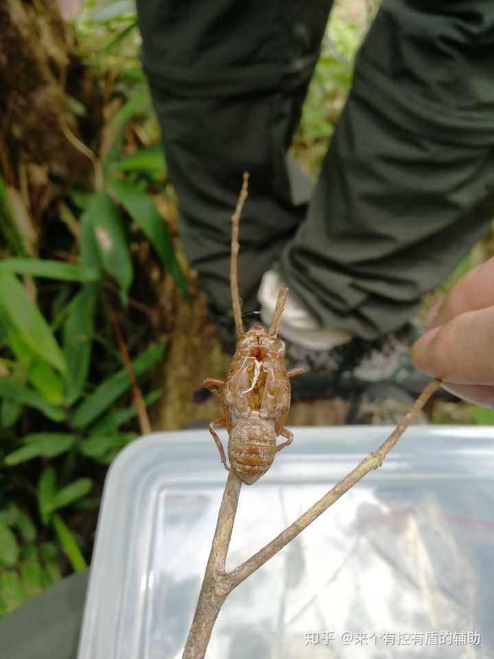 海南的虫子是不是很恐怖?