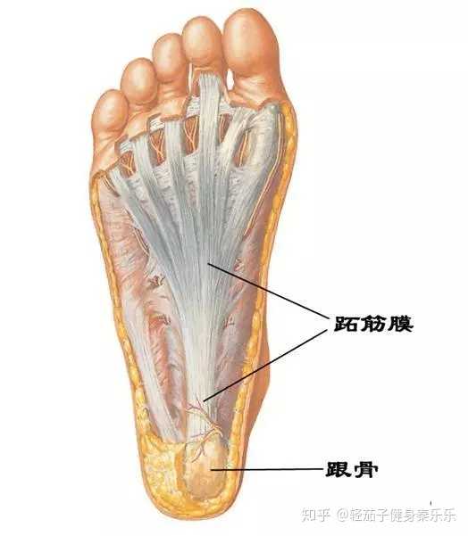 足底筋膜的结构