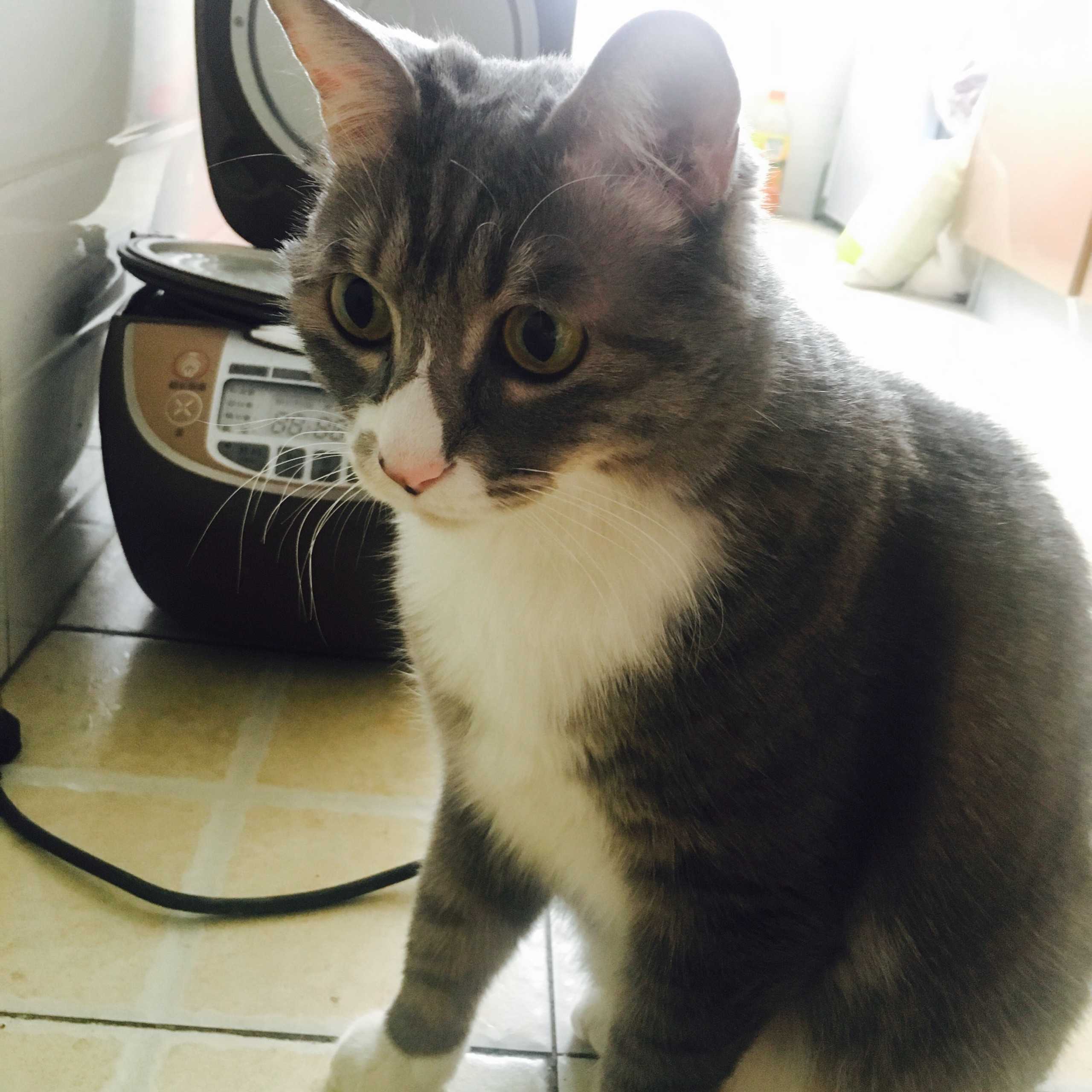 养品种猫和土猫的体验会有多大不同?