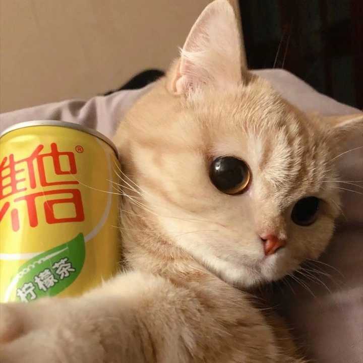 求图来了 有没有敲可爱的猫咪头像?