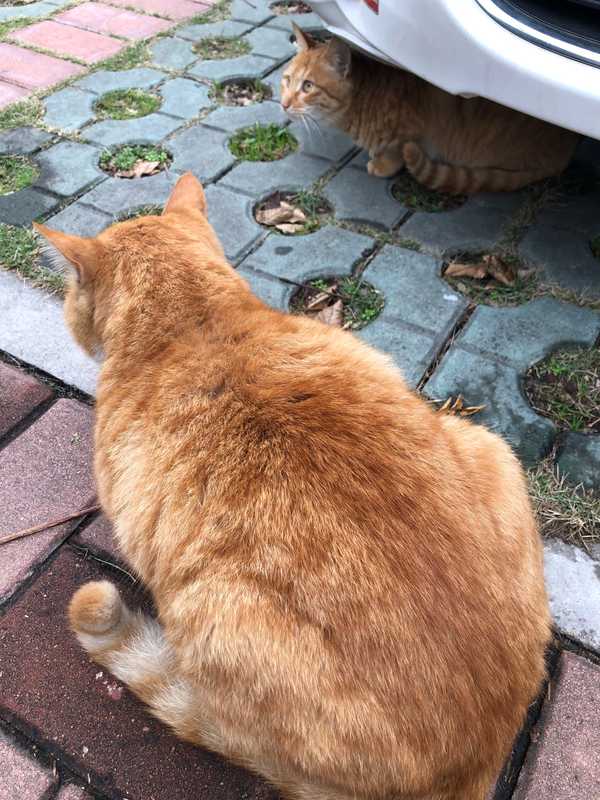 橘猫究竟能有多胖?
