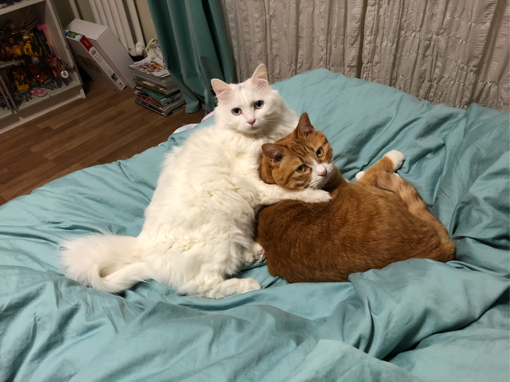 同时养两只猫是什么体验?