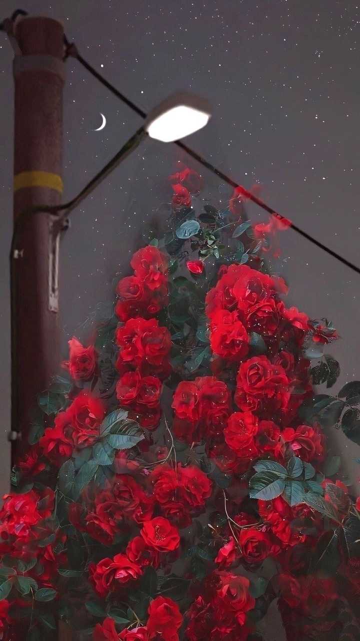 有什么好看的花的微信背景图?