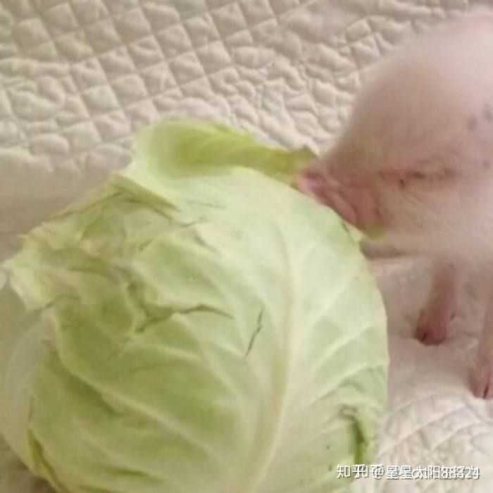 想求一组猪和白菜的情侣头像?
