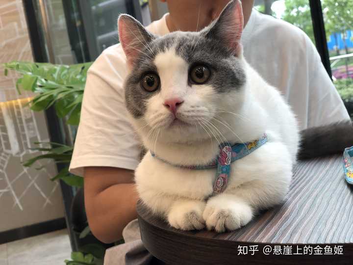 养一只矮脚猫是什么体验?