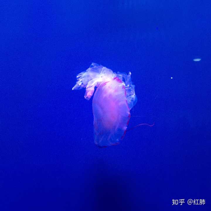 水族馆的水母,后来一直当qq头像了哈哈