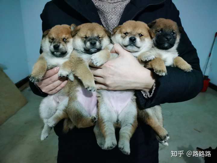 从狗舍订的柴犬,前后发来的照片是同一只吗?