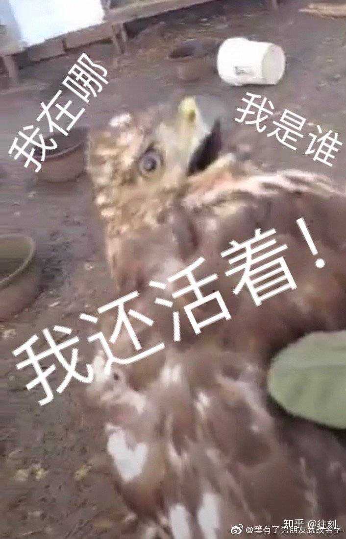 有哪些搞笑到失声的视频或电影?