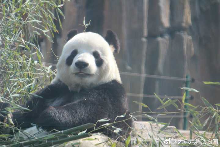 为何大熊猫这样的动物都破一千头了还这么小心地保护