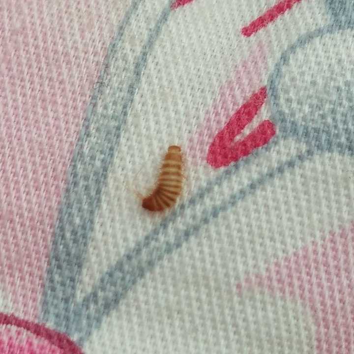 床上被褥,以及衣服上发现有这种虫子,请问有知道是什么虫子吗?