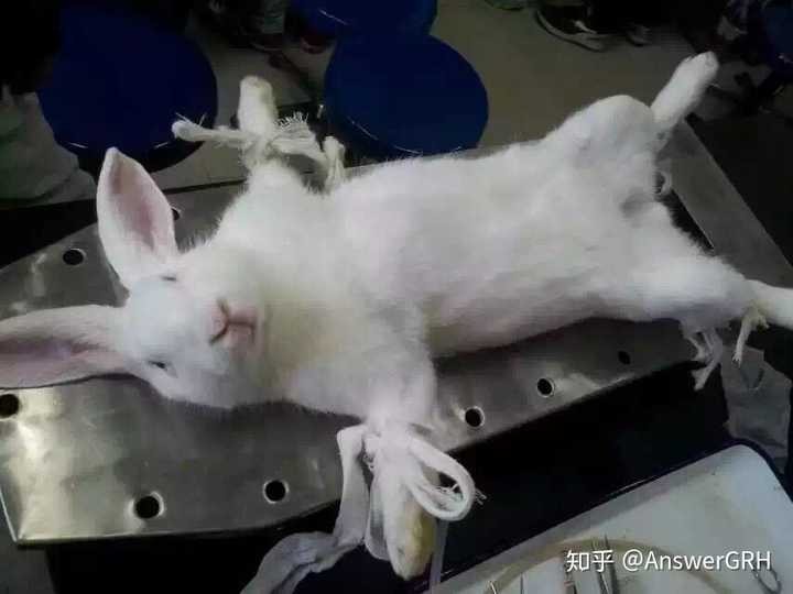 我一个同学做实验前给兔子拍了一张照片 不行,每次看到都笑死