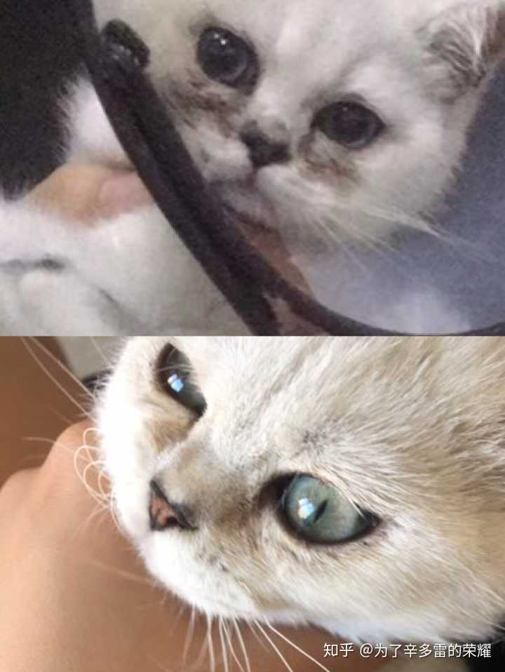 家里的加菲猫泪痕很严重,照片里的两道黑色泪痕能擦掉吗?