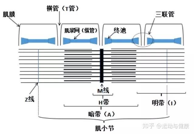 细肌丝 由肌动蛋白(肌纤蛋白),原肌球蛋白(原肌凝蛋白),肌钙蛋鬃槌 