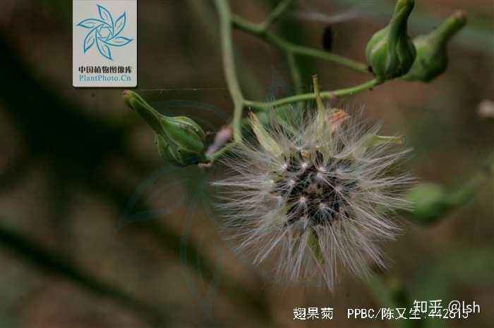 这个是什么,有点像巨大的蒲公英?
