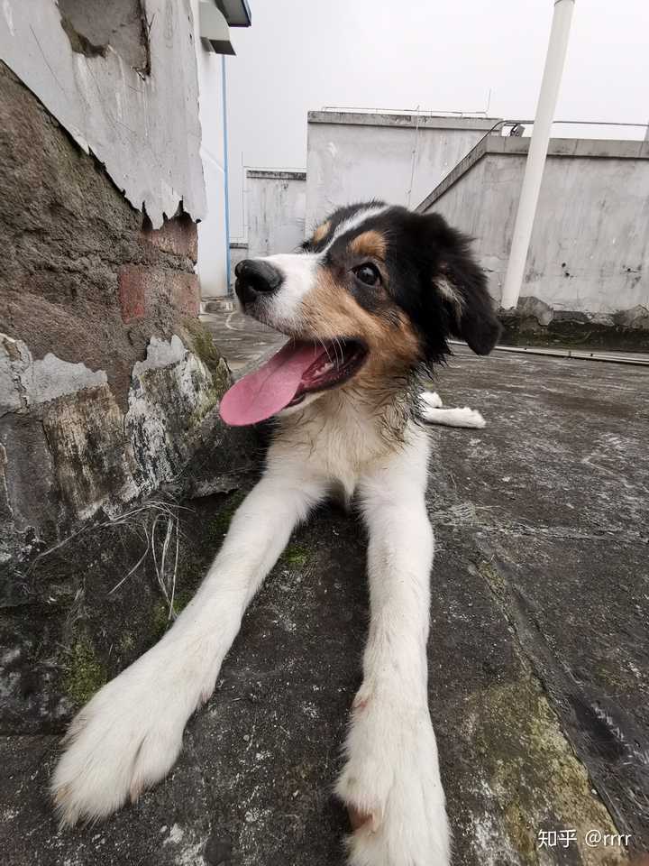 拥有一只不常见犬种的狗是一种什么样的体验?