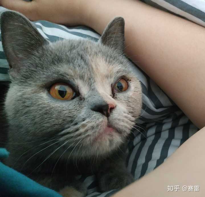 家有蓝乳英短,有关英短繁育配色的问题?