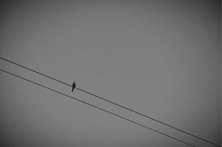 晚秋一个人去徒步,风吹的人心凉 ,抬头看到一只孤鸟不知它是否和我一