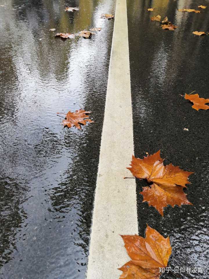 秋天,学校的路上,刚下过雨,梧桐叶飘了一地