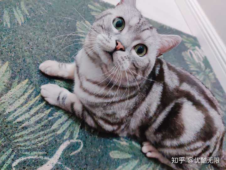 请问这只猫咪是美短还是土猫呀?