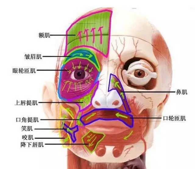 为什么人们很少提到锻炼脸部肌肉如何锻炼