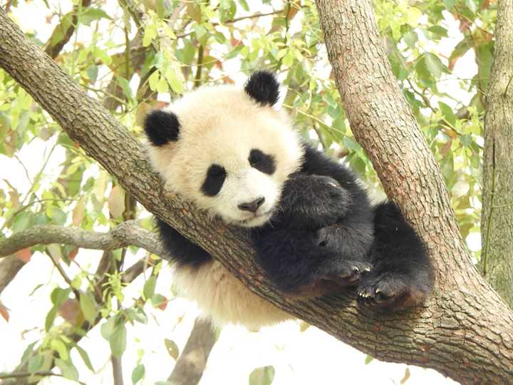 谁能给我解释下为什么熊猫老是喜欢爬到树上而且都是那种没有叶子的