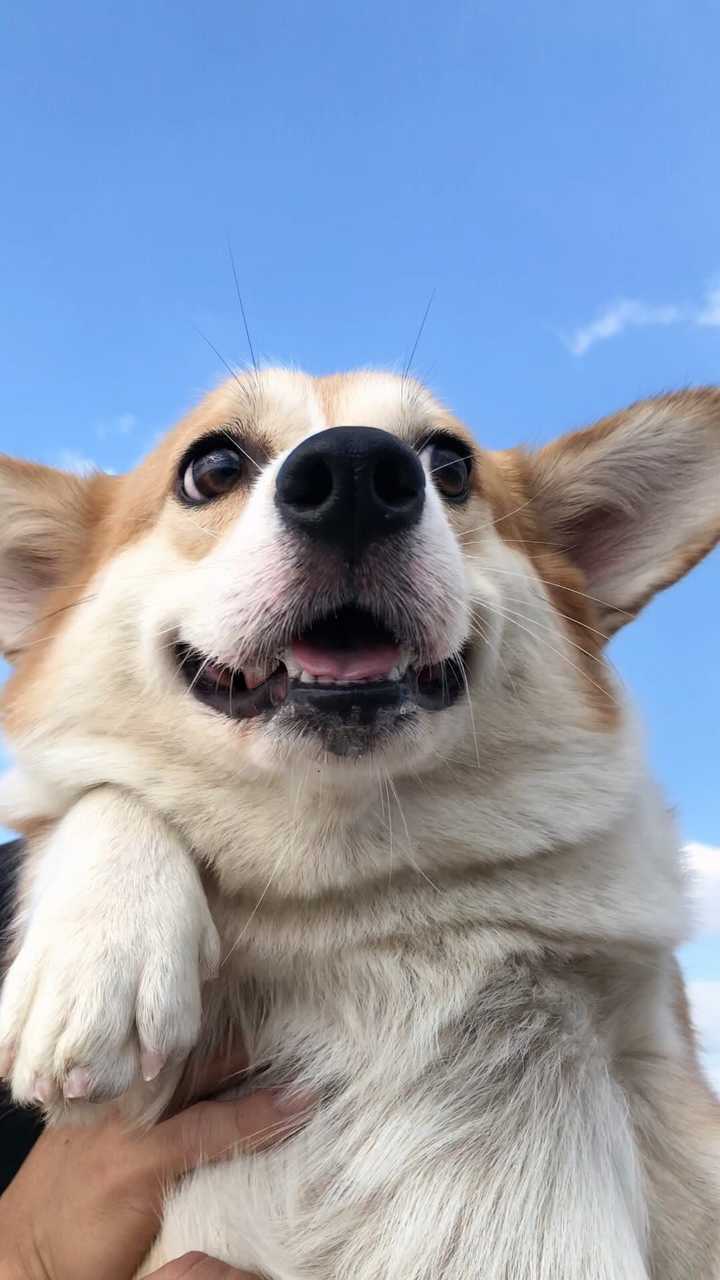 想要各种狗狗的照片(尤其是幼犬)拍得很好看的那种,想