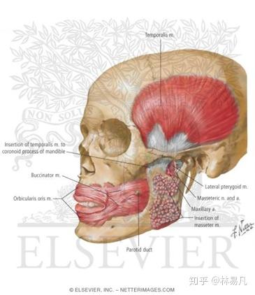 两侧有两块提拉下颌的肌肉,这两块肌肉的上端附着于颅骨两侧,称为颞窝