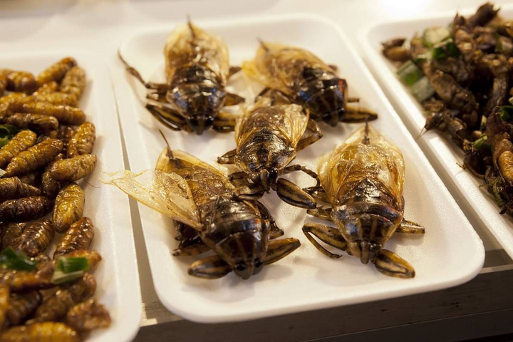 炸昆虫:难以入口,现在野生的动物还是不要吃了.