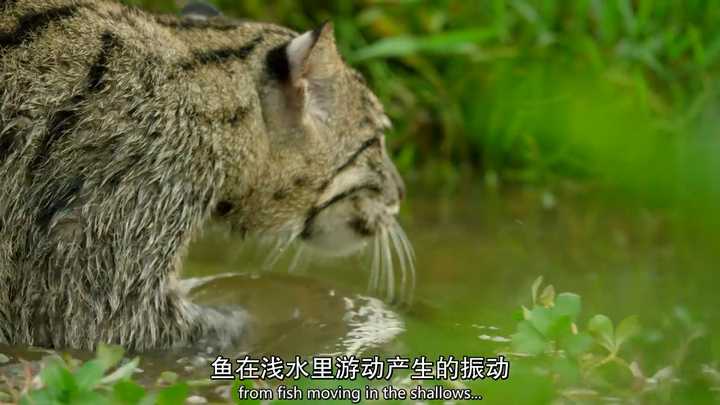 如何评价bbc纪录片《大猫》(big cat)?